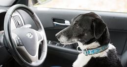 pet safety Houston, TX